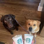 Paisley and Piper 🐶🐾 - @paisley.and.piper.leonard - Instagram