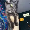 Leonard Poe - @leonard.poe36 - TikTok
