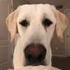 Leonard Rex - @leonardthelab - TikTok