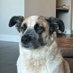 Leonard Rex - @looks.of.leonard - Instagram