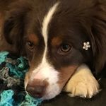 Puppys - @leonard_puppy_rudd - Instagram