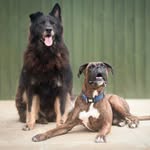 Leonard (Lenny) Boxer 🐶 Samantha (Sammie) German Shepherd 🐶 - @lennyboxeradventures_sammietoo - Instagram