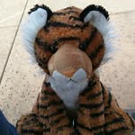 Leonard the Tiger - @leonardthetiger - Instagram