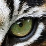🟡Leonard Tiger Football🔵 - @leonardtigersfootball - Instagram