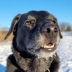 Leonard William-Cox I 🐾 - @sir.leonard.william - Instagram