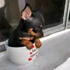 Mini pinscher - @leonardoaugusto599 - TikTok