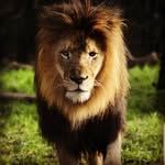 leonardo Bennett - @leothekidd6 - Instagram