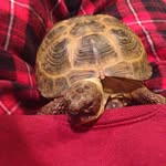 Leonardo Maximus Bennett - @leonardo.maximus_ - Instagram