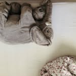 Leonardo Hsu - @leonardo_der_elefant - Instagram