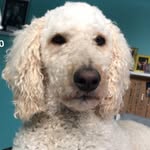 Leonardo Hunter McCormick - @leonardothe_iconic_puppy - Instagram