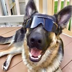Leonardo Hunter Pearce 🐾 - @l30_p34rce - Instagram