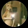 Leonardo Longoria - @leonardo.longoria3 - TikTok