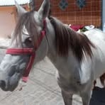 Leonardo Pimentel - Facebook