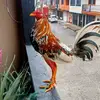Leonardo Rivero - @leonardo.rivero39 - TikTok