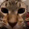Leo.S - @leonardo.sandoval38 - TikTok