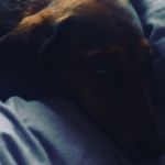 Leonardo Sheppard - @hugo_the__sausage_dog14 - Instagram