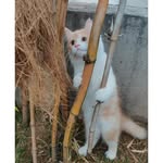 Leonardo Singh 🐈 - @leonardo_thepurrfectcat - Instagram