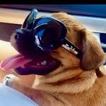 Leonardo Valentino Singh Donnatello Botticelli Leonardo II Singh - @leonardo_valentino_singh - Instagram
