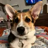 Reggino Leonardo Thomas - @corgi.named.reggie - TikTok