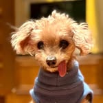 Leonardo da Poodle - @leonardo.da.poodle - Instagram