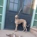 Galgos leonel barrios  - Facebook