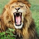 Leonel Muniz - @muniz7599 - Instagram
