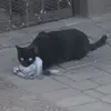 Leonel Velasquez - @leonel.velasquez958 - TikTok