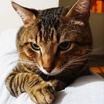 Leonidas Brown - @leo2710.0505 - Instagram