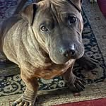 Leonie Evans Burrows - @bunnyburrows666 - Instagram