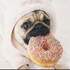 leonie fox - @pug_gurl_leonie - TikTok