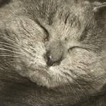 Leonie - @leonie_kingcat - Instagram