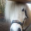 Leonie Manni und Tom 🐎 - @leonie_manni - TikTok