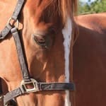 Leonie Marsh - @horseytom2000 - Instagram