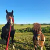 Leonie McDonald - @leonie.mcdonald19 - TikTok