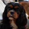 Leonie Mcleod-Robert - @puppylover4324 - TikTok