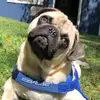 Leonie Powell - @richard_pug_puggy - TikTok