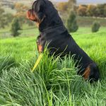 Leonie Ryan - @totembutterfly - Instagram