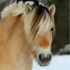 LeonieSimon - @hemmelzen.simon - TikTok