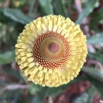 Leonie Sutherland 🌱 - @wa.flora.fauna - Instagram