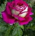 Leonor Adams - Facebook