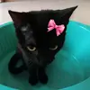 leonxr - @leonor.anselmo2 - TikTok