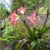 Leonor Aparicio - Facebook