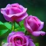 Leonor Arroyo - Facebook