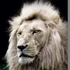 leonorbenson - @leo37461 - TikTok