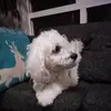 Leonor Parra Cartergiani - @leonorparracarter - TikTok