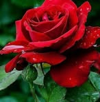 Leonor Cruz - Facebook