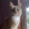 leonordelujan - @leonordelujan - TikTok