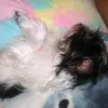 fluffy  Pupyy - @leonorvega182 - TikTok