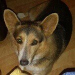 Leonor Willis - @corgimimi - Instagram