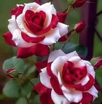 Leonora Gordon - Facebook